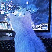Rey (@reyiguess) 's Twitter Profile