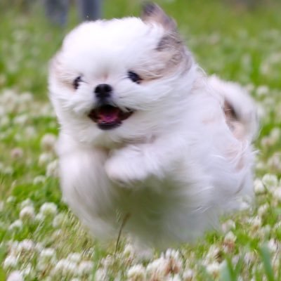 mimi_is_dog's profile picture. ミミ/犬/チワワシーズー/11歳