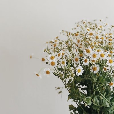 chamomile_301's profile picture. fun B2 情シス