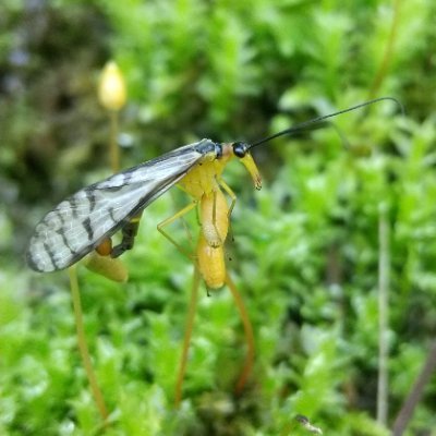 wormaldii's profile picture. ふらふら生き物探して回るのが好きです。主にシリアゲムシを追いかけています。