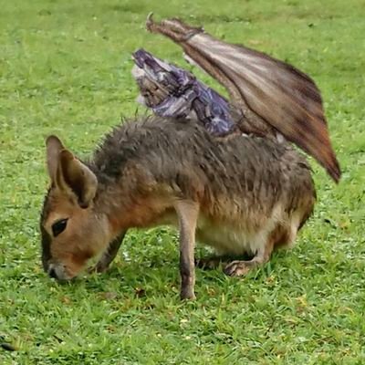ニノ弌さんのプロフィール画像
