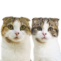 サクラとヒナタ🐈 (@saku_cat_1025) Twitter profile photo