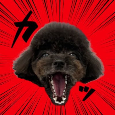 飼主ハナマルと愛犬セナ&リオンの日常|トイプードルのおとこのこ|アプリコットと黒| 🆖画像の無断転載はご遠慮ください🆖 Repost is prohibited. Reproducing all or any part of the contents is prohibited.