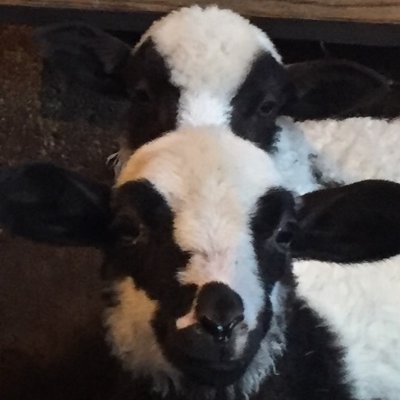 IsoPasa2's profile picture. 