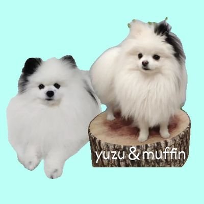 お気軽にフォロー&仲良くしてください🧸🎉
pomeranian🐼🐼パーティーカラー姉弟🖤🤍🖤🤍
柚♀2015.4.22🐼両耳と背中🖤マフィン♂2023.5.5🐼左耳🖤