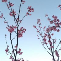 栃 (@tochinone) Twitter profile photo