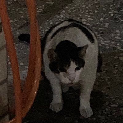 dasmans123456's profile picture. 