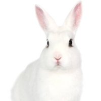 White 🐇 2587 (@whiterabbit2587) 's Twitter Profile Photo