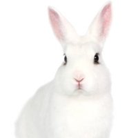 White rabbit(@Whiterabbit2587) 's Twitter Profile Photo