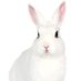 White ๐ 2587 (@whiterabbit2587) Twitter profile photo White ๐ 2587 (@whiterabbit2587) Twitter profile photo