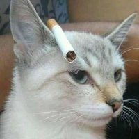 cisco ๐ฅ (@cavalierr_) 's Twitter Profile
