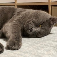 Nemo (@nemo156_) 's Twitter Profile