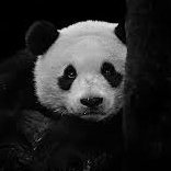 Lost Panda 🐼 ◼️◻️ 🦡(@Retrawiz) 's Twitter Profile Photo