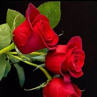 Ali Uzunogul (@uzunali50) Twitter profile photo