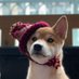 Dog Wif Diff Hat (@WifDiffHatCoin) Twitter profile photo