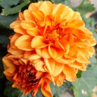 dahlia ๐บ๐ฆ ๐บ๐ธ (@dandy680317) 's Twitter Profile