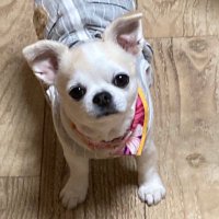 Suzuki(TS) (@tarawakamemocci) Twitter profile photo