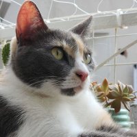 Lau T (@lauratrebucq) 's Twitter Profile