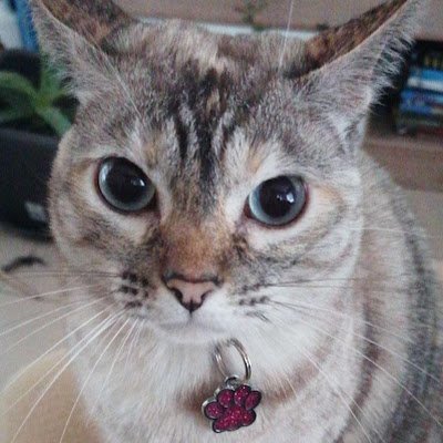 frida_fiz_cats Profile Picture