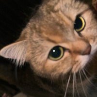 Fayas (@absolutelysugar) 's Twitter Profile