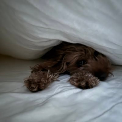 Spencerbasstx's profile picture. Texas Native