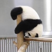 Susie (@zozogoggy) 's Twitter Profile Photo
