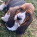 🌈🙏 Elvis and Patrick (@elvisbasset) Twitter profile photo 🌈🙏 Elvis and Patrick (@elvisbasset) Twitter profile photo