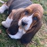ElvisBasset's profile picture. RIP Elvis ❤️🙏😇 — Baby Patrick the Basset Hound.