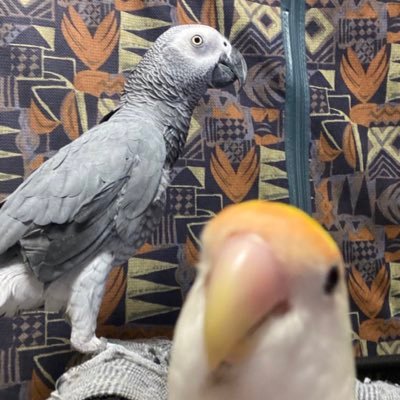 日本SCM協会のサブアカです。マスコットバードのインコ情報をポストします。 インコの視点からの経済情報も発信します。