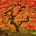 JAPANESE MAPLE GROVE (@maribellissi) Twitter profile photo