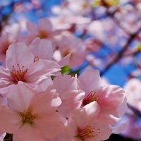 algouda (@gouda62162) 's Twitter Profile