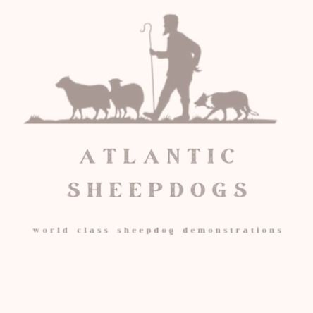 Experience some of the world's smartest sheepdogs in action on a visit to Atlantic Sheepdogs. With puppies, lambs, rare breed sheep & sheep shearing demo's also