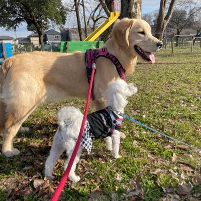 マリサポ🇫🇷 ゴールデンレトリバー🐶マルプー🐶