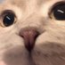 Am_fish (@am_fishh) Twitter profile photo Am_fish (@am_fishh) Twitter profile photo