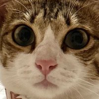 Hoshi the cat 🐯(@hoshihoshi_cat) 's Twitter Profile Photo