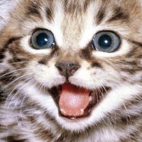 Dodge. (@mrdodgex) Twitter profile photo