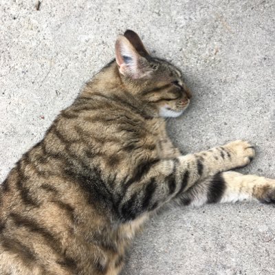 MyTinKerBell16's profile picture. I am who I am. Either you like me or you don't. i am shy and i can be loud.