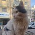 Malta Cats (@MeowLandiaYT) Twitter profile photo