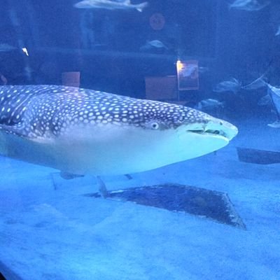 乳癌患者です。
イイネ👍は必ずしも賛同では無いです。
自衛隊一族のギリギリ50代。ラグビー大好き❗️夫婦で試合観戦👍️自衛隊好き、米国海兵隊好き、働いてました。 ❬郷に入っては郷に従え❭←重要☝️左右は関係無い。love japan🇯🇵 love rugby🏉 loveUSMC
口汚い方はパス❌反日も❌
