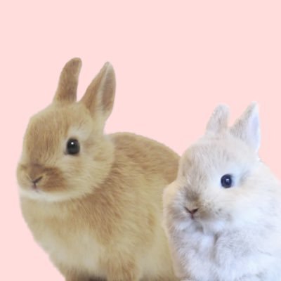 okoge_omochi's profile picture. おこげ🎂2022/11/5  おもち🎂2023/5/11