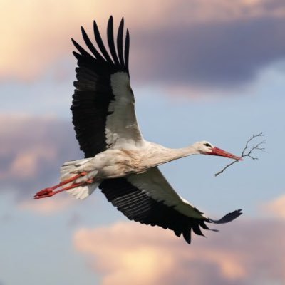 tigritoto's profile picture. 