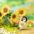 mico759's profile image
