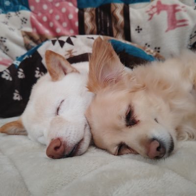 CRiku1112's profile picture. 初めまして。6歳の柴犬と5歳のチワックスと生活しています🐶あまりSNSでの投稿は得意ではないので、不快にさせてしまうことがあったらごめんなさい🙇‍♂️暖かく見守ってください❗️無言フォロー失礼します。みなさまよろしくお願いいたします🤗