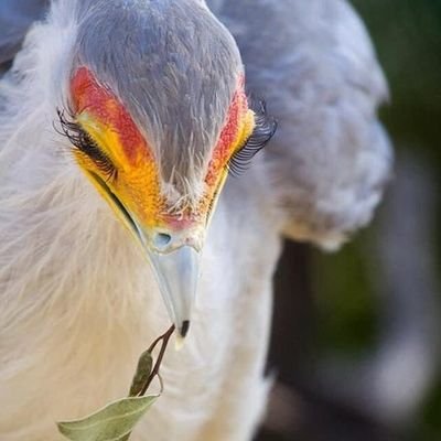 linnigh009's profile picture. ランナイの中の人
『魅惑のランジェリーナイト』
ランナイの告知用のアカウントです