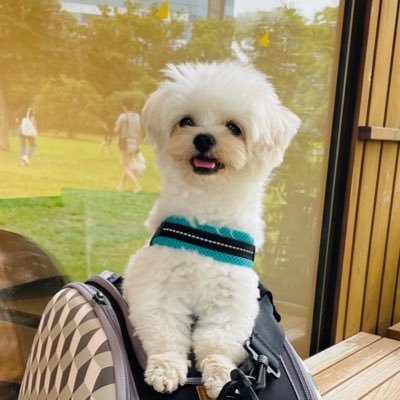 Instagram→mar_pekipoo ペキニーズ トイプードルのミックス犬 まるくんです🐶 体重2.2キロ♂色々試したけど結局これが良かった！というものを楽天ルームに載せています♪わんちゃん好きな方とも繋がりたいです☆