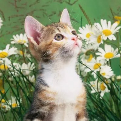 dollchainout's profile picture. 