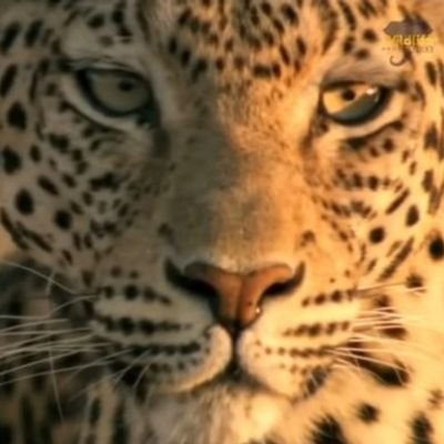 MylanzeCotzee's profile picture. 