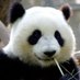 Panda (@Aimimi16) Twitter profile photo