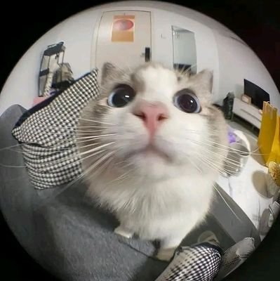 myl_Jyn's profile picture. 