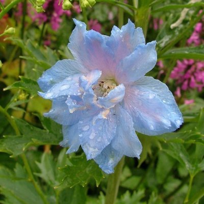 Chuwubby's profile picture. 🐻✨